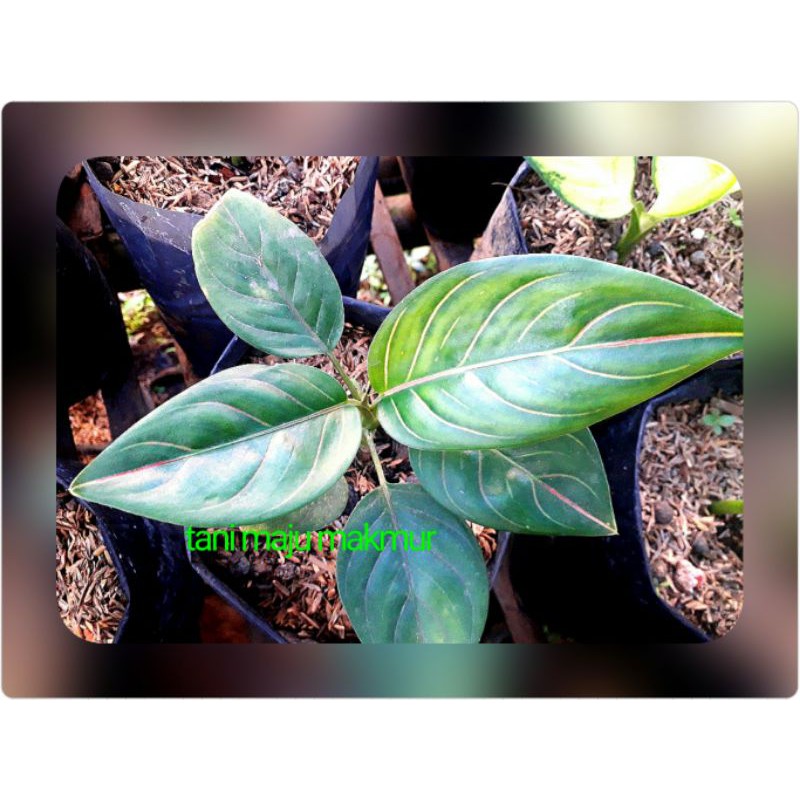 AGLONEMA ROTUNDUM TULANG MERAH CANTIK