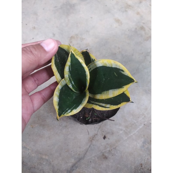 Tanaman Hias sansevieria pagoda, lidah mertua pagoda
