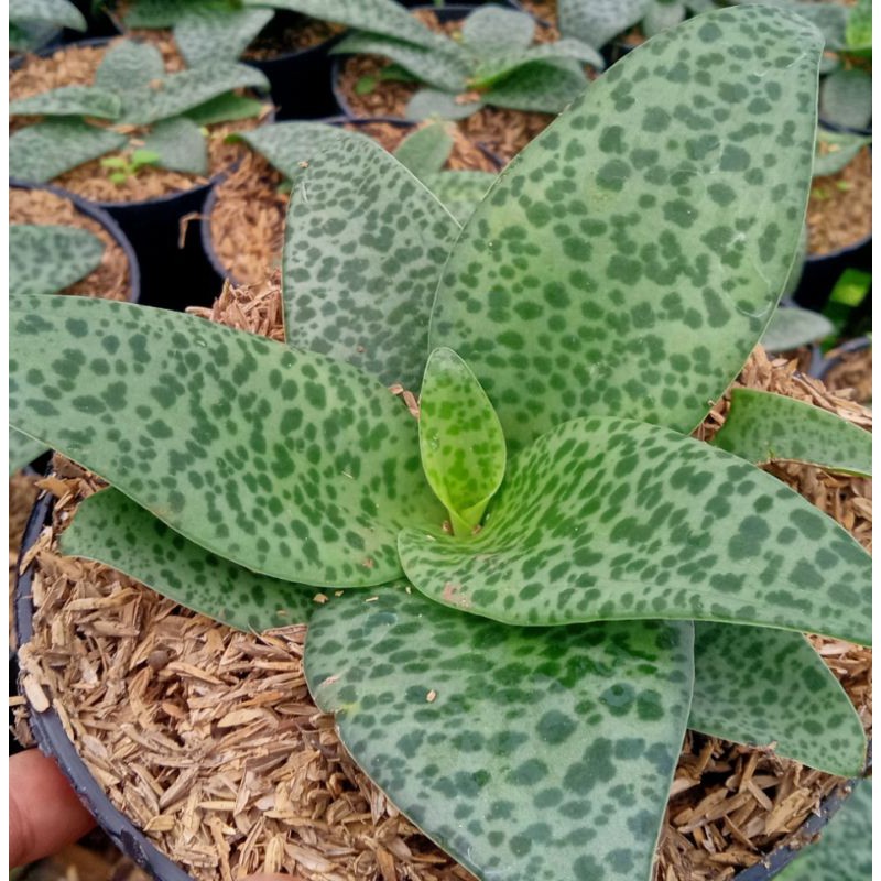 Tanaman hias bunga lidah katak