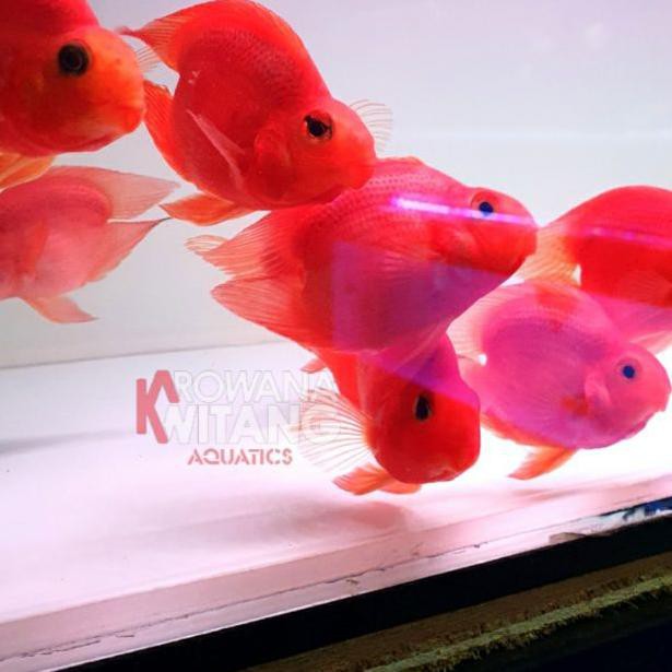 ☼ Ikan Red Parrot / Red Parrot / Ikan Red Parrot Notail Size 3 Jari MURAH ♨