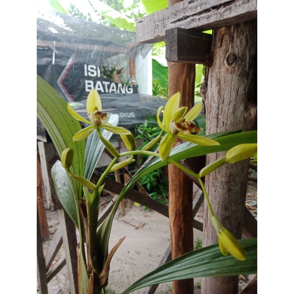 ANGGREK HITAM KALIMANTAN