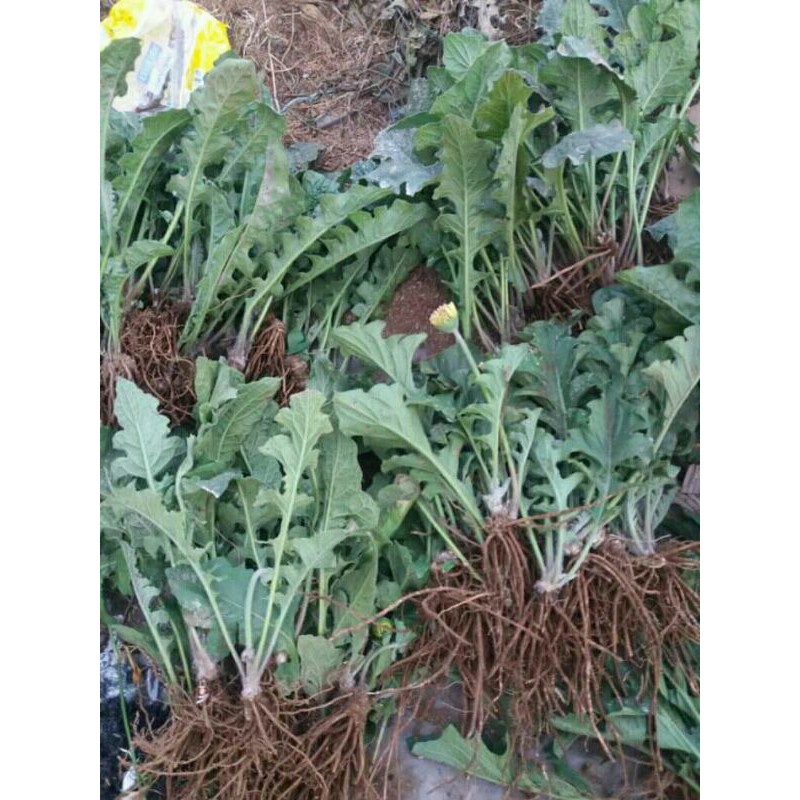 

bibit bunga gerbera