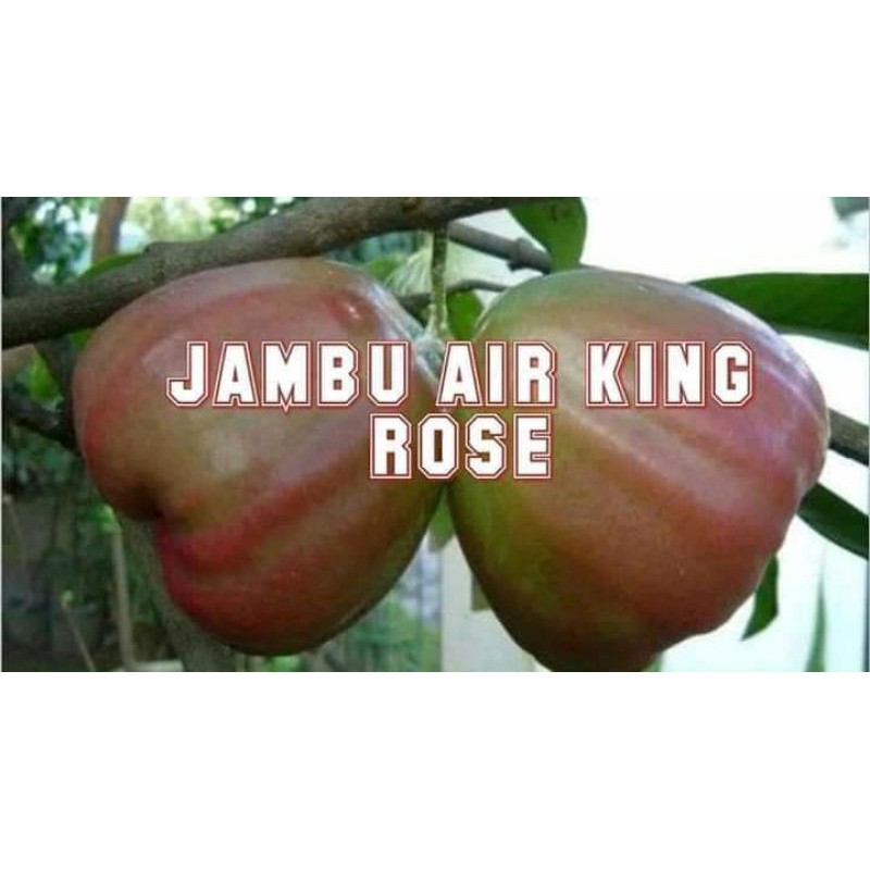 bibit jambu air king rose manis