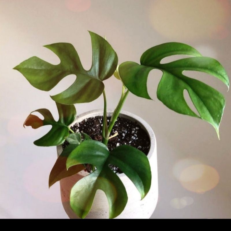 monstera mini/monstera raphidora