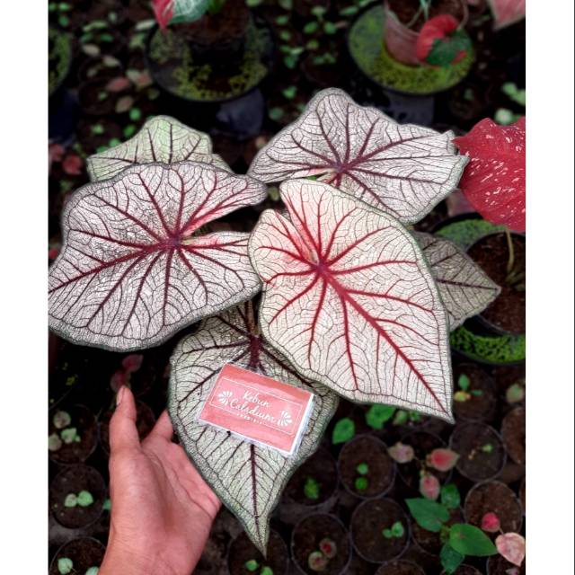 Bunga Tanaman Hias Caladium Keladi Lhay Tai Shopee Indonesia