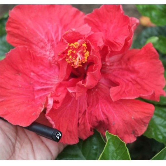 bibit tanaman hias bunga kembang sepatu bangkok jumbo tumpuk merah lebar