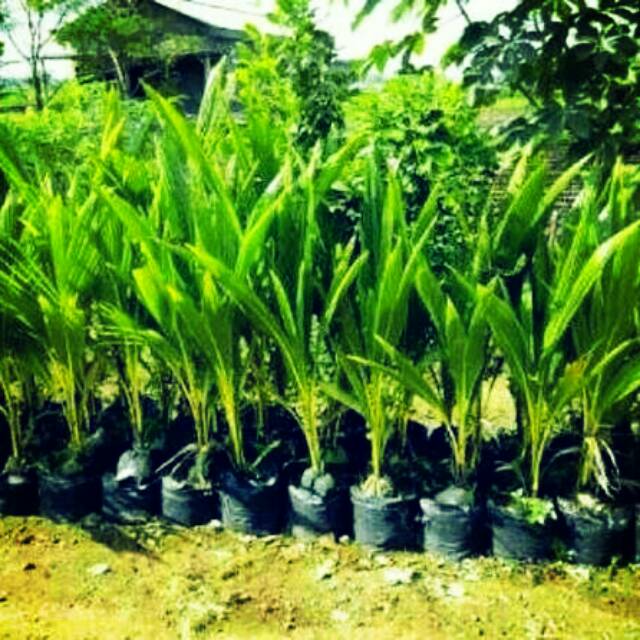 

bibit kelapa gading