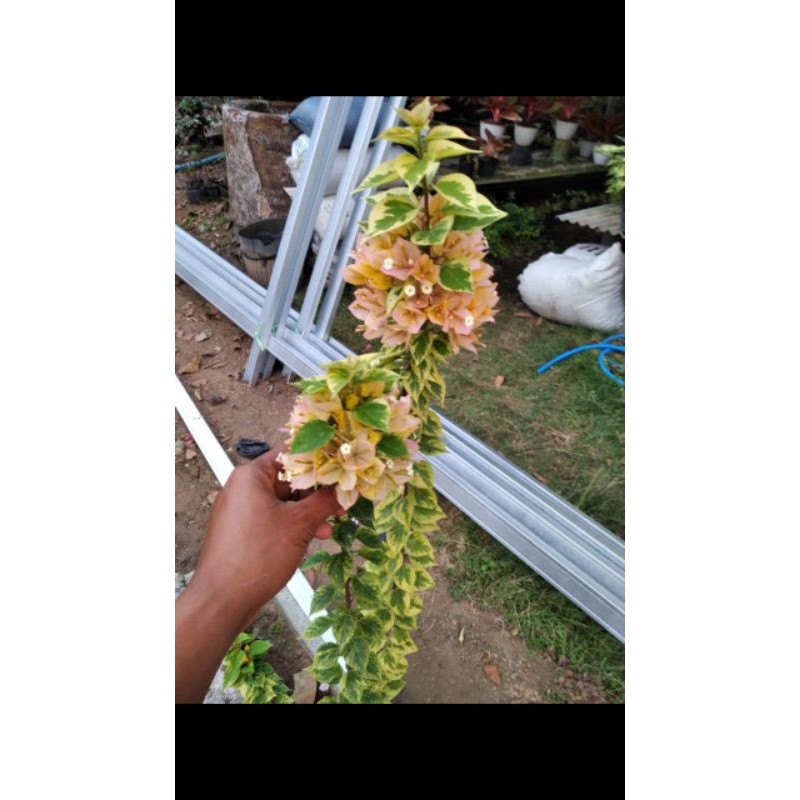 bunga buogenvil singapur bunga kuning daun varigata