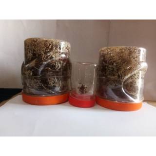 Paket Ternak Bibit Kroto 4 Toples Bibit Kroto Dan 1 Ratu Produktif