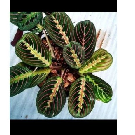 tanaman hias calathea striped pink-calathea pink-calathea