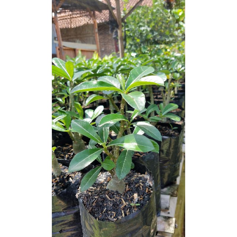 Adenium Kamboja Jepang Pink/Bunga Kamboja Jepang Pink