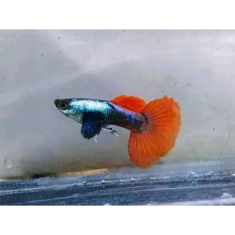 ikan Guppy PRTDE sepasang