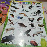 Poster Mengenal Jenis Serangga Shopee Indonesia