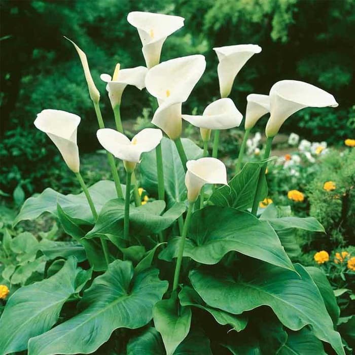 Bibit Tanaman Hias Calla Lily Bunga Cantik untuk Pot dan Taman