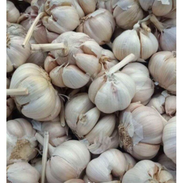 

Bawang Putih Sinco 1 kg