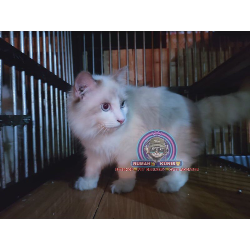 Kucing Ragdoll bicolor simetris