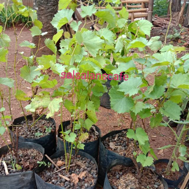 Pohon Anggur merah Tanaman Anggur merah