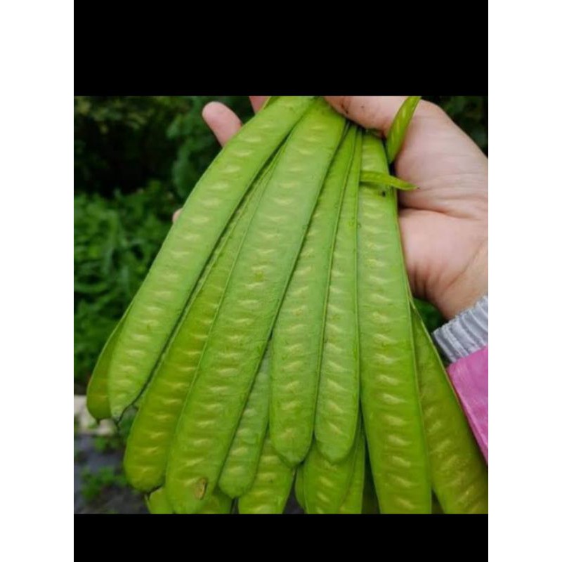 

Pete Cina Segar - 100 Gram