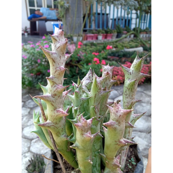 tanaman hias sukulen orbea / huernia siput
