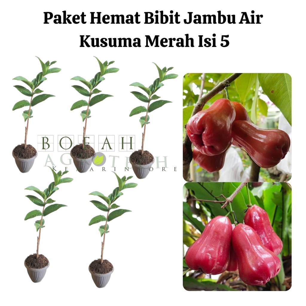 Paket Hemat Bibit Jambu Air Kusuma Merah Okulasi Isi 5 Bonus Bibit Strawberry+Polibag