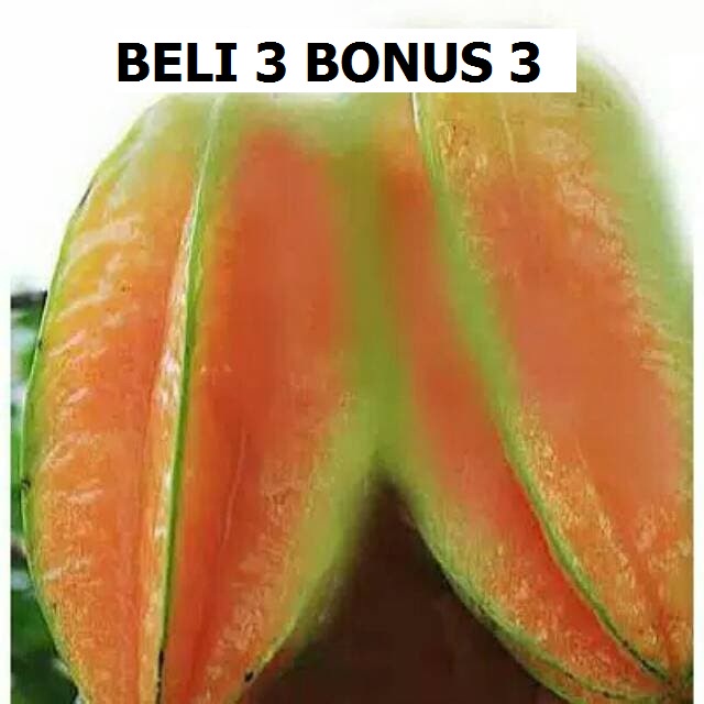 

Bibit buah blimbing bangkok merah / Cepat berbuah stek okulasi
