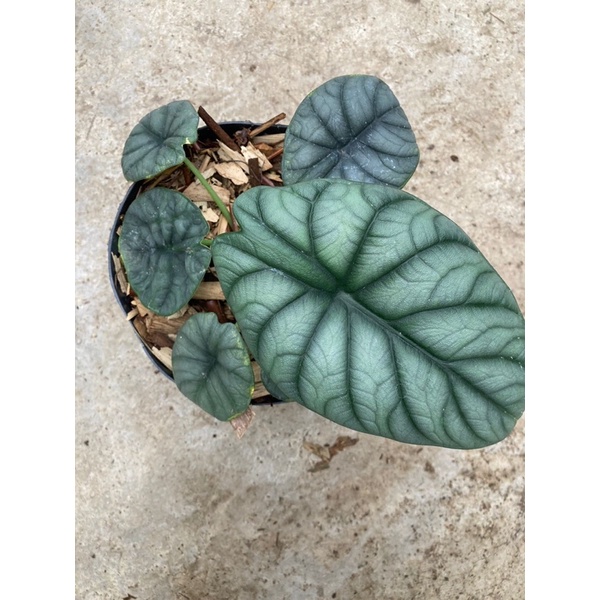 Alocasia dragon moon - Tanaman hias