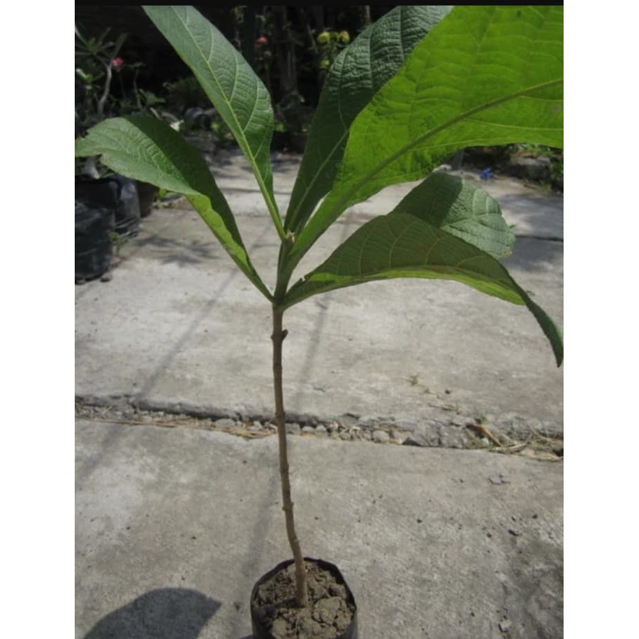 BIBIT TANAMAN POHON JATI SUPER