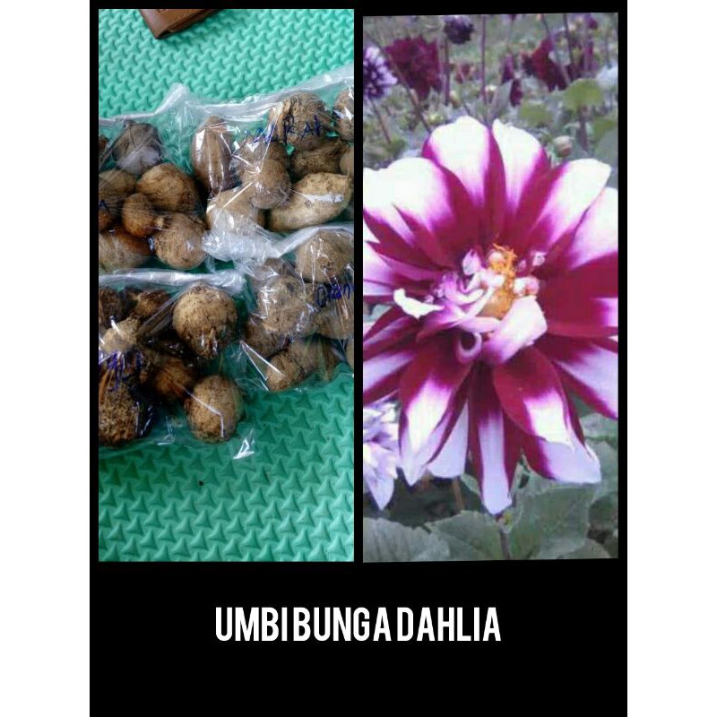 umbi bunga dahlia
