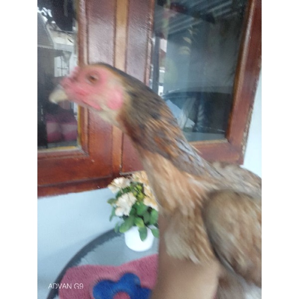 Babon Cetak Trah Mangon Yokeree Ori Tulangan Tebal Pukul Syaraf Pakai Segel Sayap