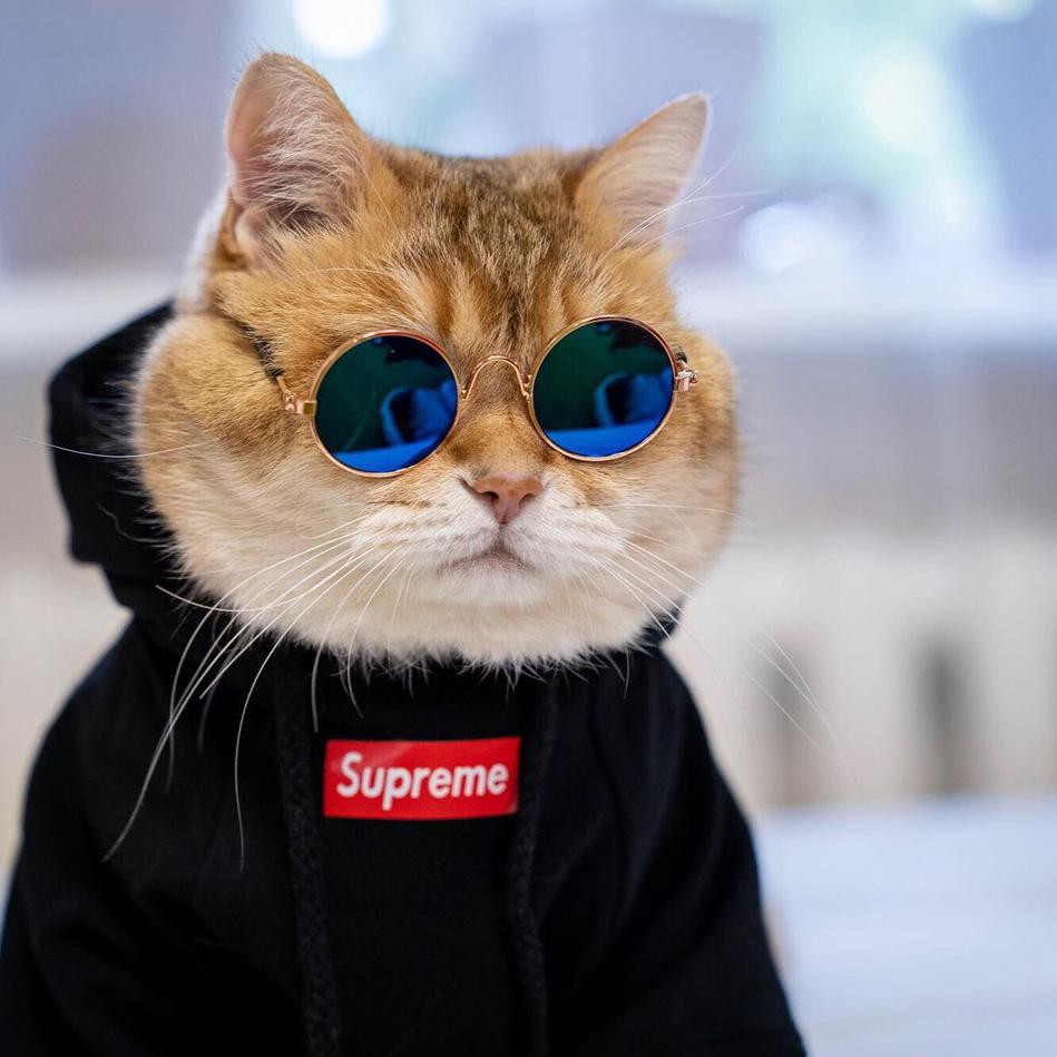 Iv Baju Jaket Anjing Kucing Hewan Lucu Supreme Kaos Dog Cat Shirt