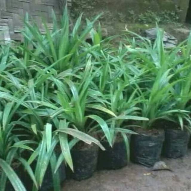 

Bibit pandan segar