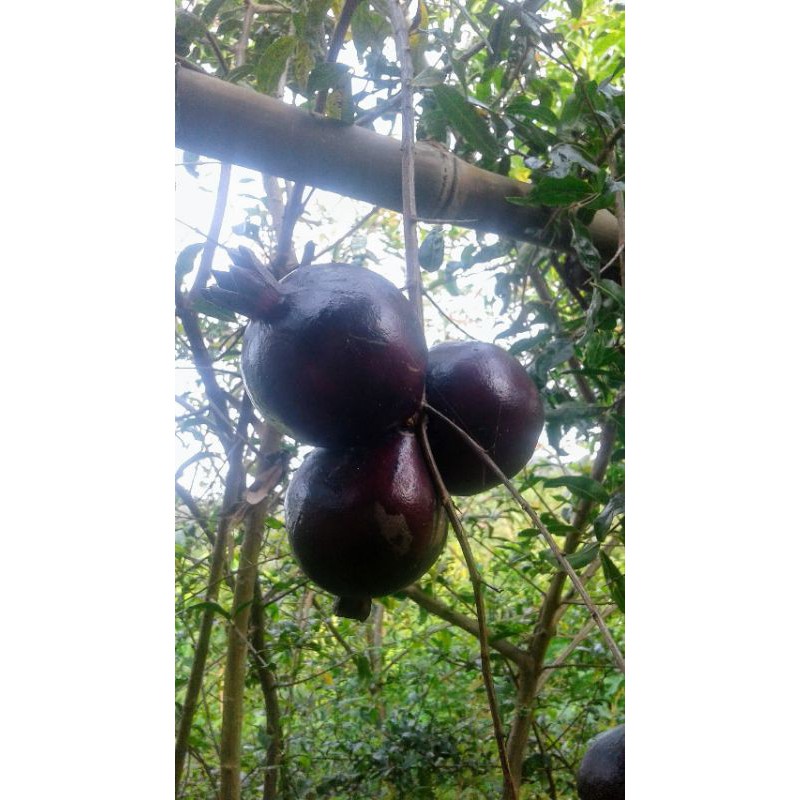 

delima hitam