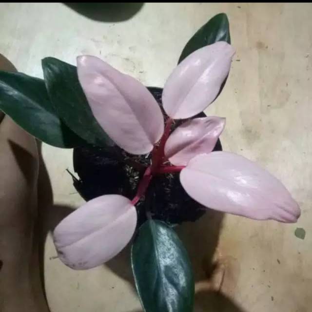Tanaman hias philo pink kongo a / pink kongo