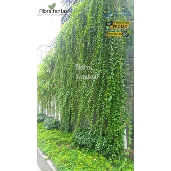 PROMO Lee kwan yew tinggi 1 meter tanaman hias rambat /BUNGA HIDUP TANAMAN HIAS HIDUP/BUNGA HIASAN R