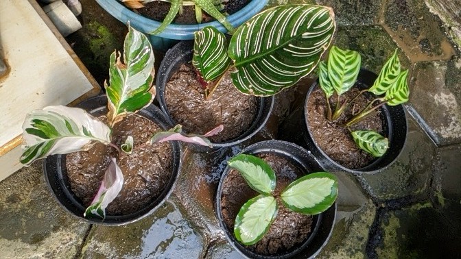 Tanaman Hias Calathea Sepat