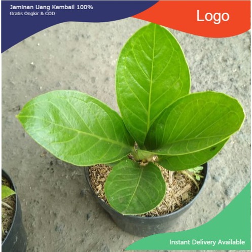 tanaman hias anthurium jemani - tanaman anthurium - jemani