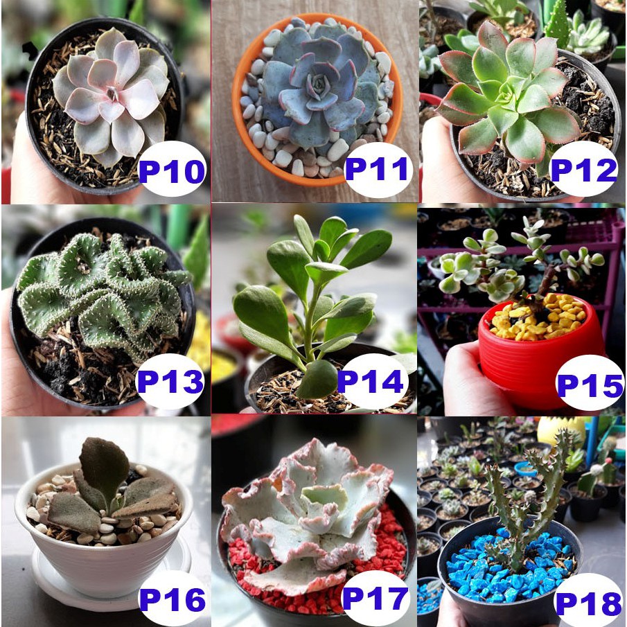 Paket Komplit Sukulen Dan Kaktus Mediu Pot Tawon Plus Tatakan