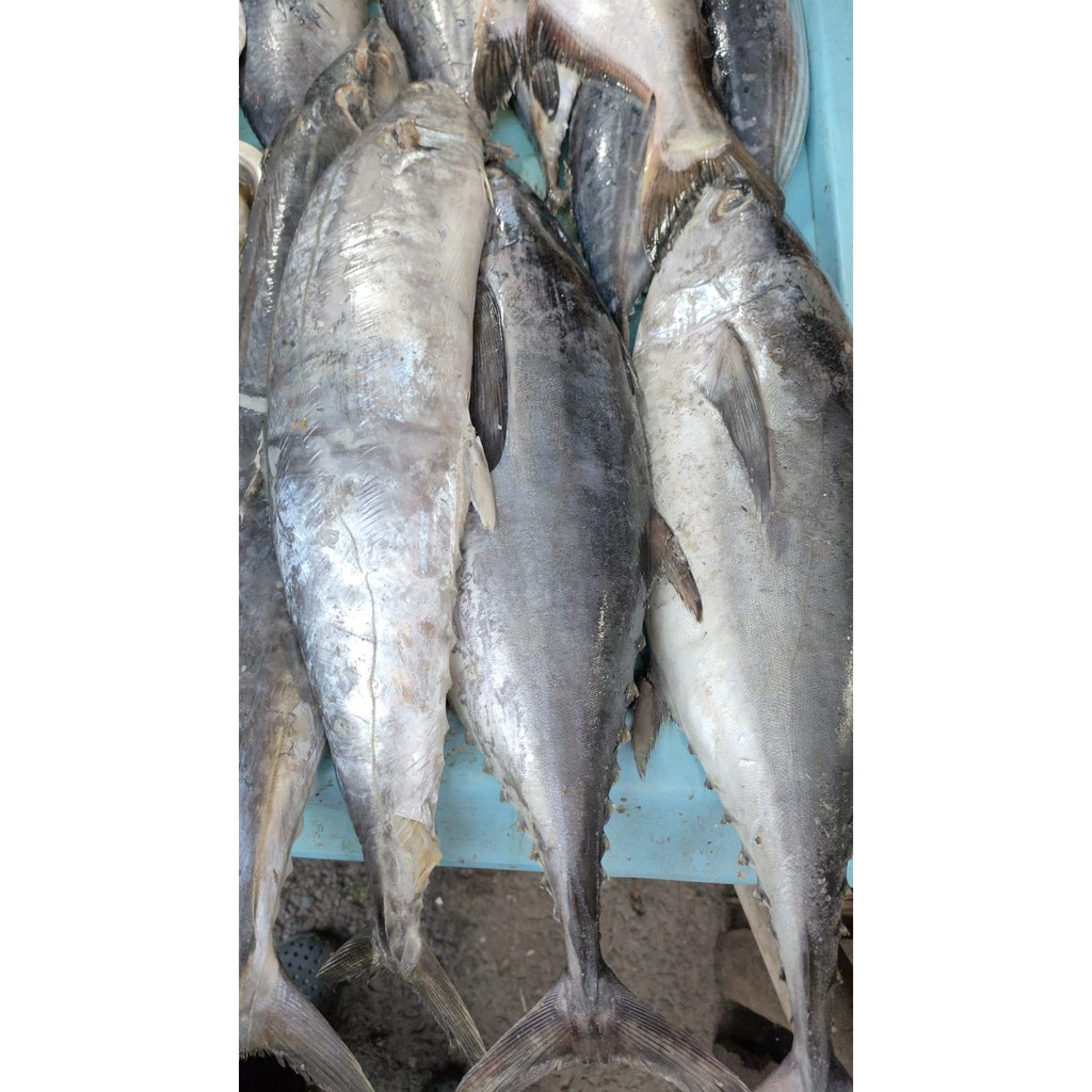 

Ikan Tongkol Super | Ikan Tongkol Besar | Tongkol