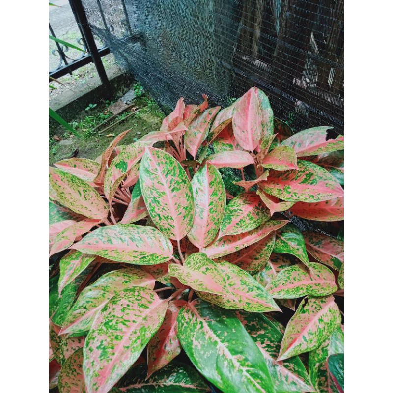 Aglonema bigroy-bigroy mutasi-25.000
