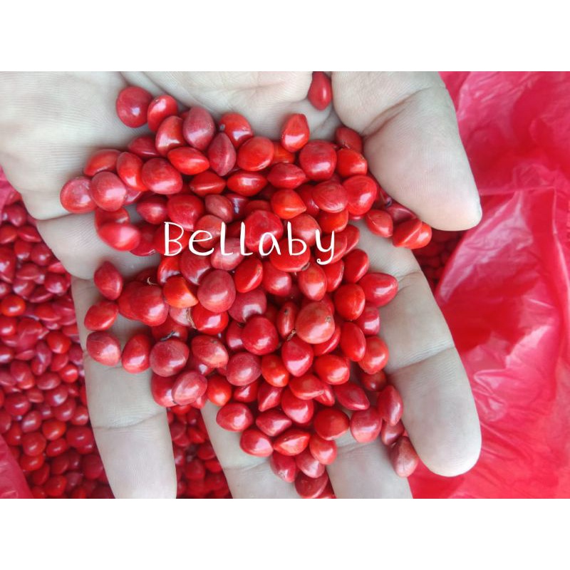 Biji saga / biji pohon saga merah