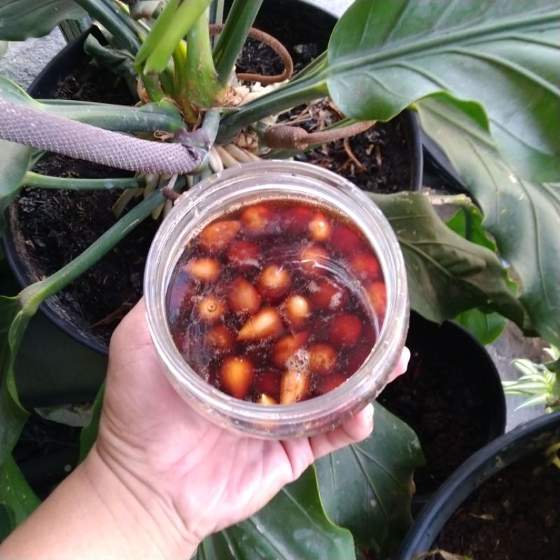 

Madu Hutan Akasia Riau Plus Bawang Putih Lanang Asli