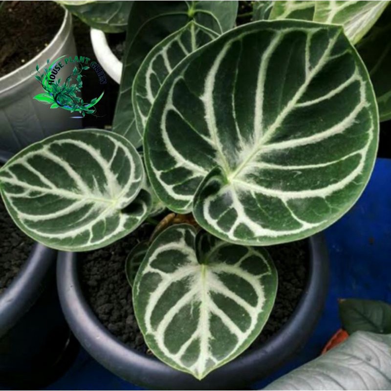 Tanaman hias Anthurium Dorayaki - Kuping Gajah Mangkok Dorayaki - Unik