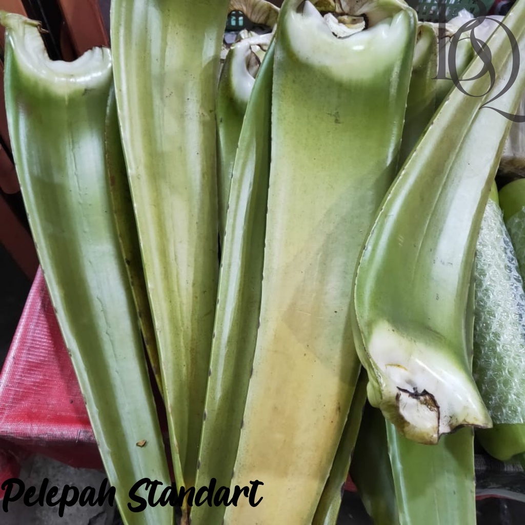 PELEPAH LIDAH BUAYA JUMBO / DAUN LIDAH BUAYA / BIBIT LIDAH BUAYA / MINUMAN LIDAH BUAYA / ALOE KUPAS DIJAMIN BEBAS PEPETISIDA