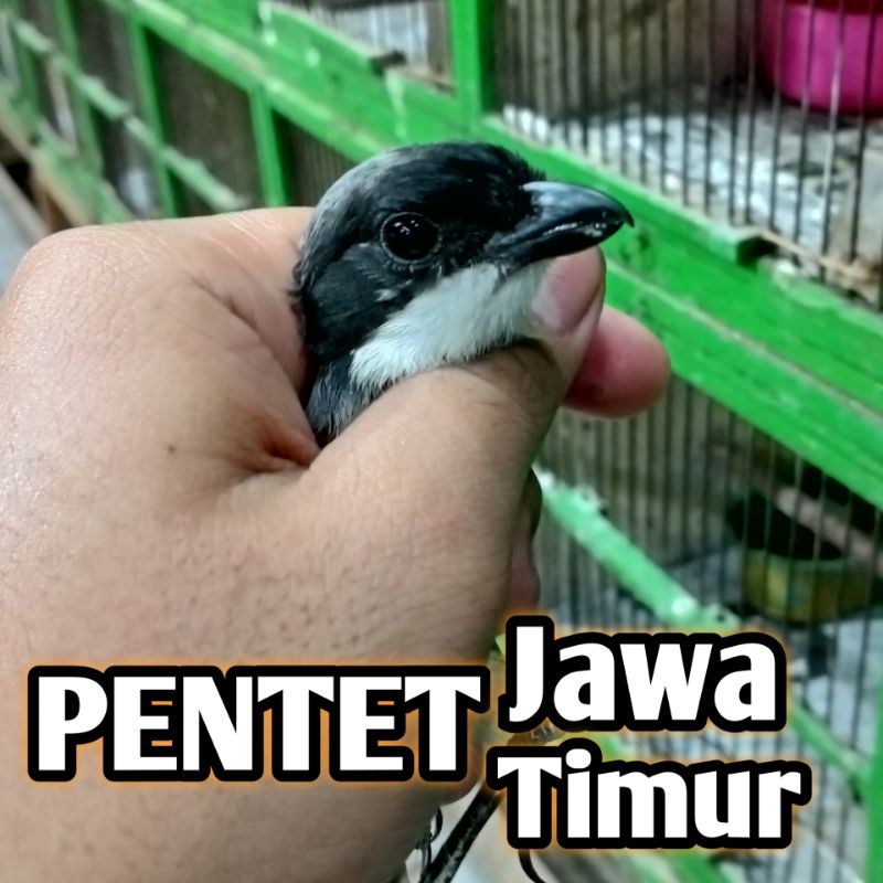 Burung Pentet Jawa timur Atau Cendet Jantan Bunyi Bahan Rawatan