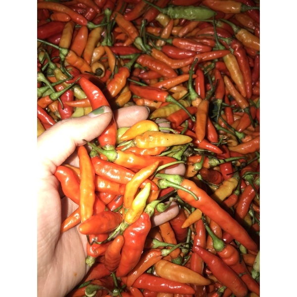 

Cabe Caplak Merah 1 kg