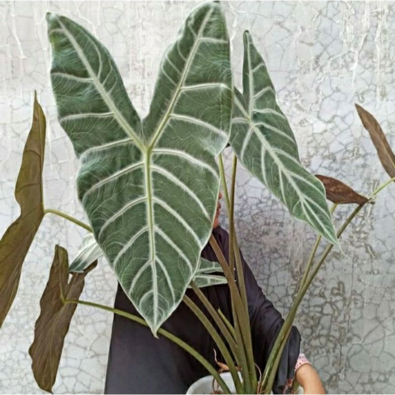 Alocasia Longiloba Metallica Silver monstera alokasia kuping kelinci silver