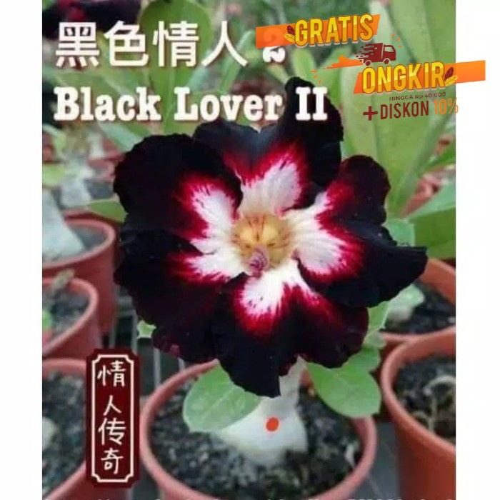 Tanaman hias hidup adenium arabicum black lover (Tanaman hias hidup indoor murah besar dan rimbun--bunga hias hidup-kembang asli) tanaman dalam rumah hiasan meja pot gantung