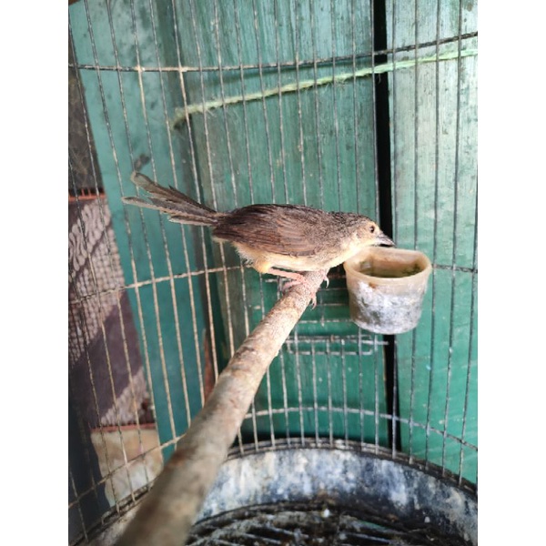 burung cigun gacoran jantan ( buat masteran )