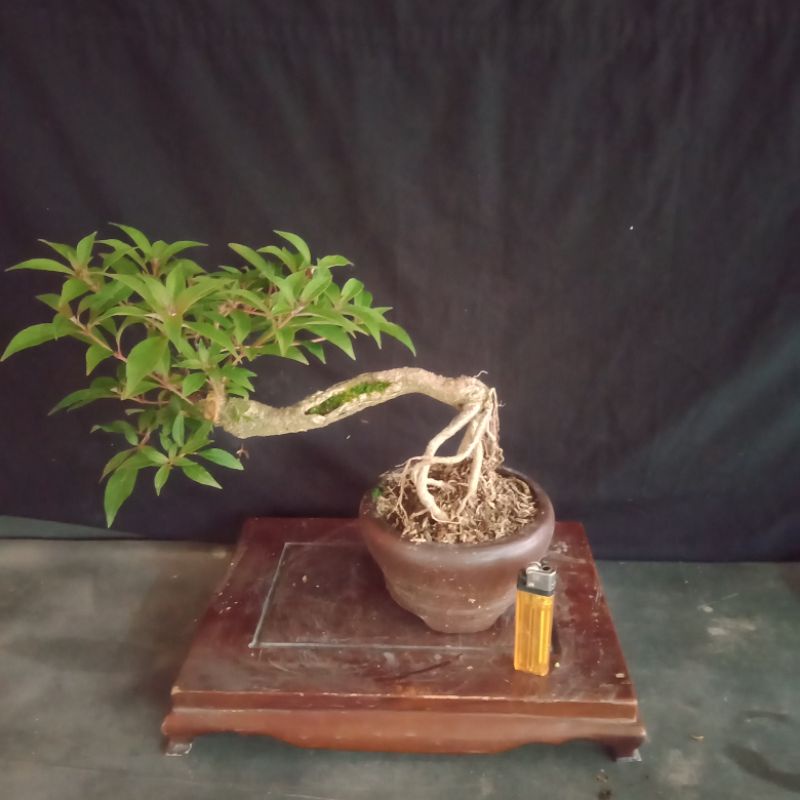 bonsai pusaka bunga merah (bonggol besar.)