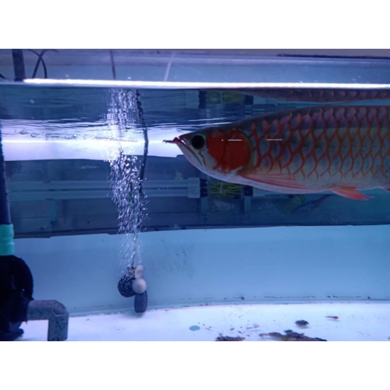 ikan arwana  super red 30cm